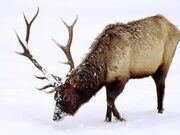 Elk
