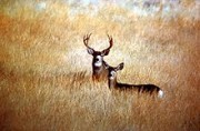 Mule deer