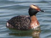 Horned Grebe
