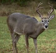 Whitetail deer