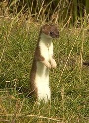 Short-tailed Weasel