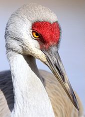 Sandhill Crane 2