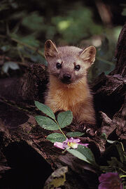 American Marten
