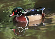 Wood Duck Male