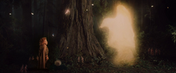 Fairy Forest