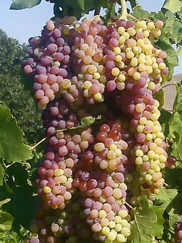 File:640px-Abhar-iran.jpg