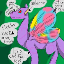 ButterflyWing diagram