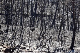 Bosque muerto