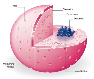 El núcleo de la célula Wiki Winner FANDOM powered by Wikia