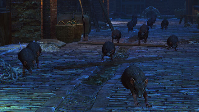File:Rats in Novigrad.jpg