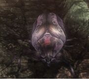 Venom beetle