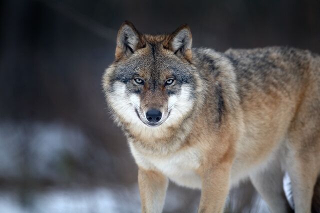 Datei:Canis lupus 2 (Martin Mecnarowski).jpg