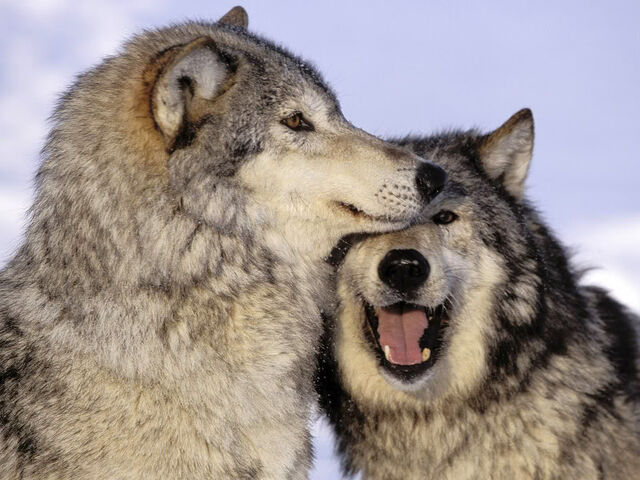 Datei:Woof.jpg