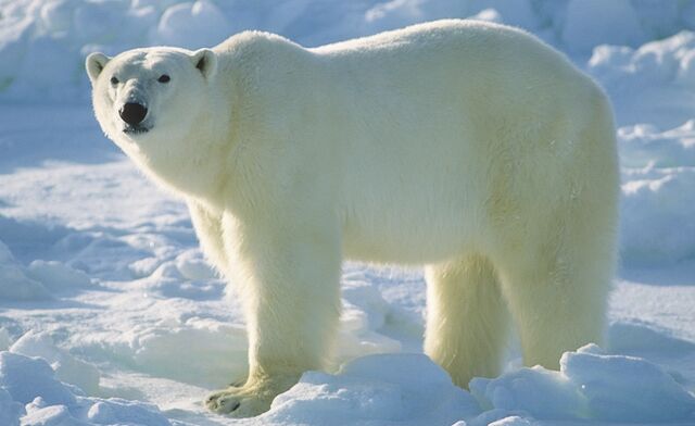 File:Polar bear.jpg