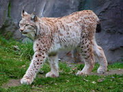 Lynx