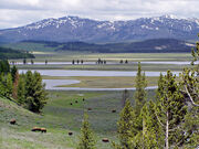 Hayden Valley