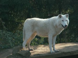 File:464799 white wolf.jpg