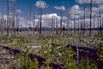 Yellowstone Burned Trees