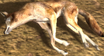 Coyote carcass (2.7)