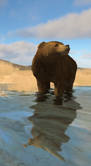 Grizzly Bear (2.5)