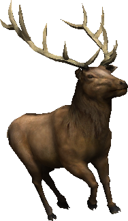 2.7 bull elk idle