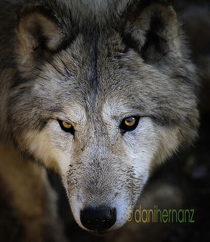 File:Sam wolf form.jpg