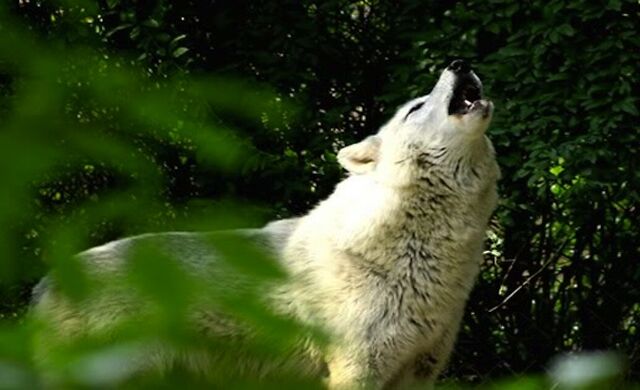 File:WhiteWolfHowling.jpg