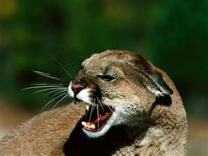 File:Cougars.jpg