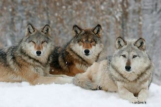0603312216501wolf pack bp