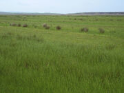 GrassyPlain