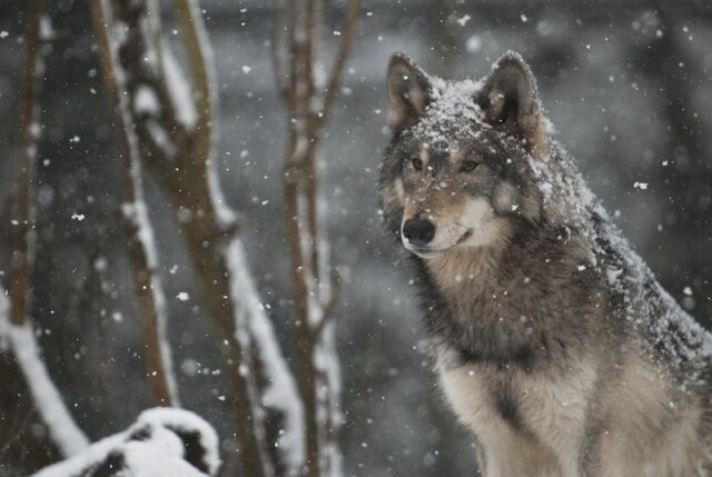 File:Wolf in snow.jpg