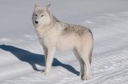 White wolf 12