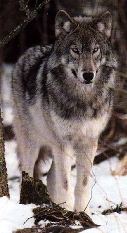 File:GREYWOLF.jpg