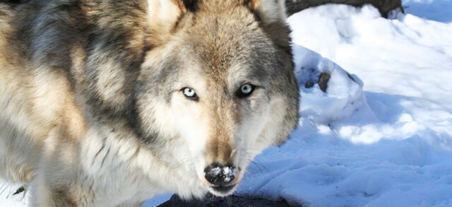 File:Wolf16-1-.jpg