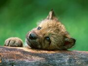 Wolf-pup-1-