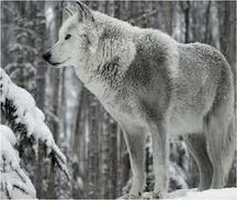 White wolf 3