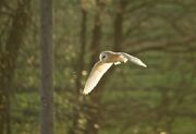 Barn owl flight 2 lmasseyimages