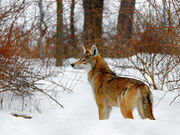 Red wolf (edme)