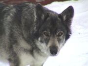 Wolf-german-shephard