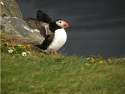 Puffin