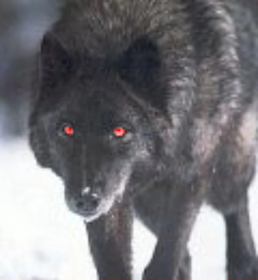 🐺 ~ The Fang Pack ~ 🐺 ~ Wolf RP - O/A ~ 🐺 | Warrior Cats: Untold Tales
