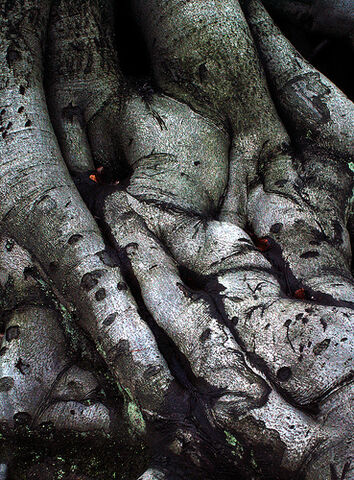 File:Tree roots.jpg