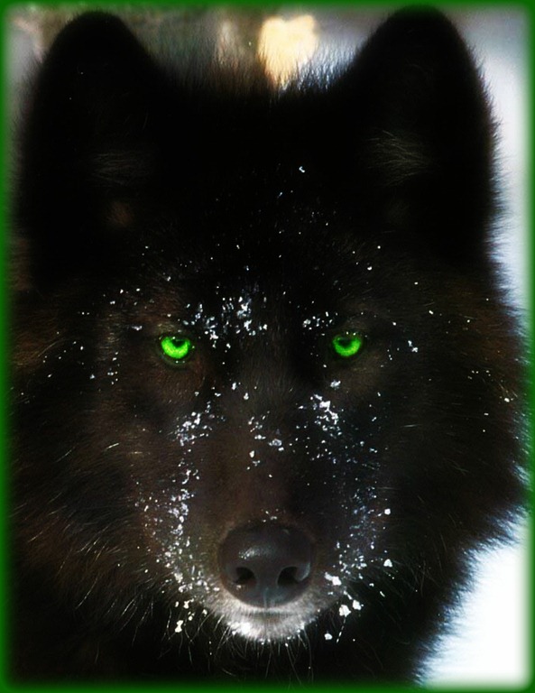Black-wolf2