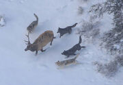 Wolves-and-wapiti-Doug-Smith-wikipedia-May-2011
