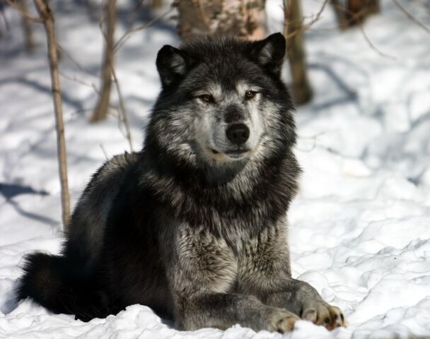 File:Winter-Wolves 20060303 164-1-.jpg