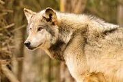Wolvesofthebeyond shadow wolf