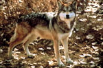 Mexicanwolf