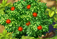 6eaedf4e4a2253d1bc20d3ad68b5b365