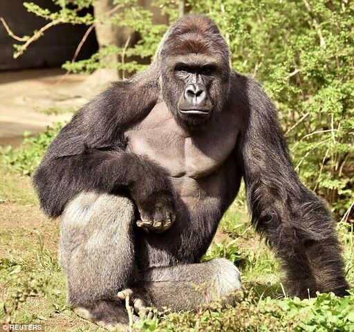 File:Harambe.jpg