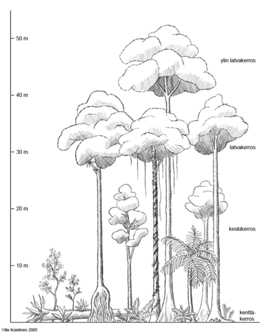File:Sademetsän rakenne.gif
